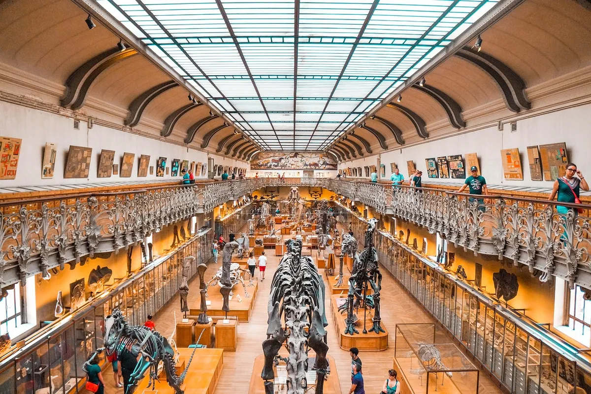 museum, dinosaur, dino, fossil, paleontology, extinct, prehistoric, evolution, ancient, jurassic, history, bones, archeology, predator, tourism, brown dinosaur,