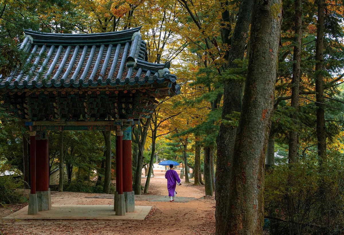 korean folk village, forest, trees, stroll, fall, autumn, garden, park, culture, nature, village, traditional, history, tourism, hanok, minsok village, minsokch