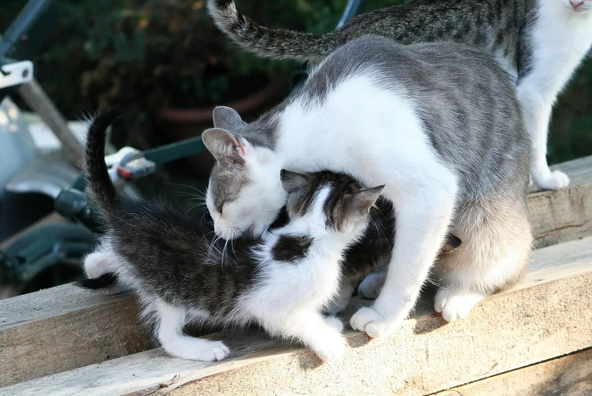 kitten, cat, kids, mom, cute, domestic cat, hairy, nature, stray animal
