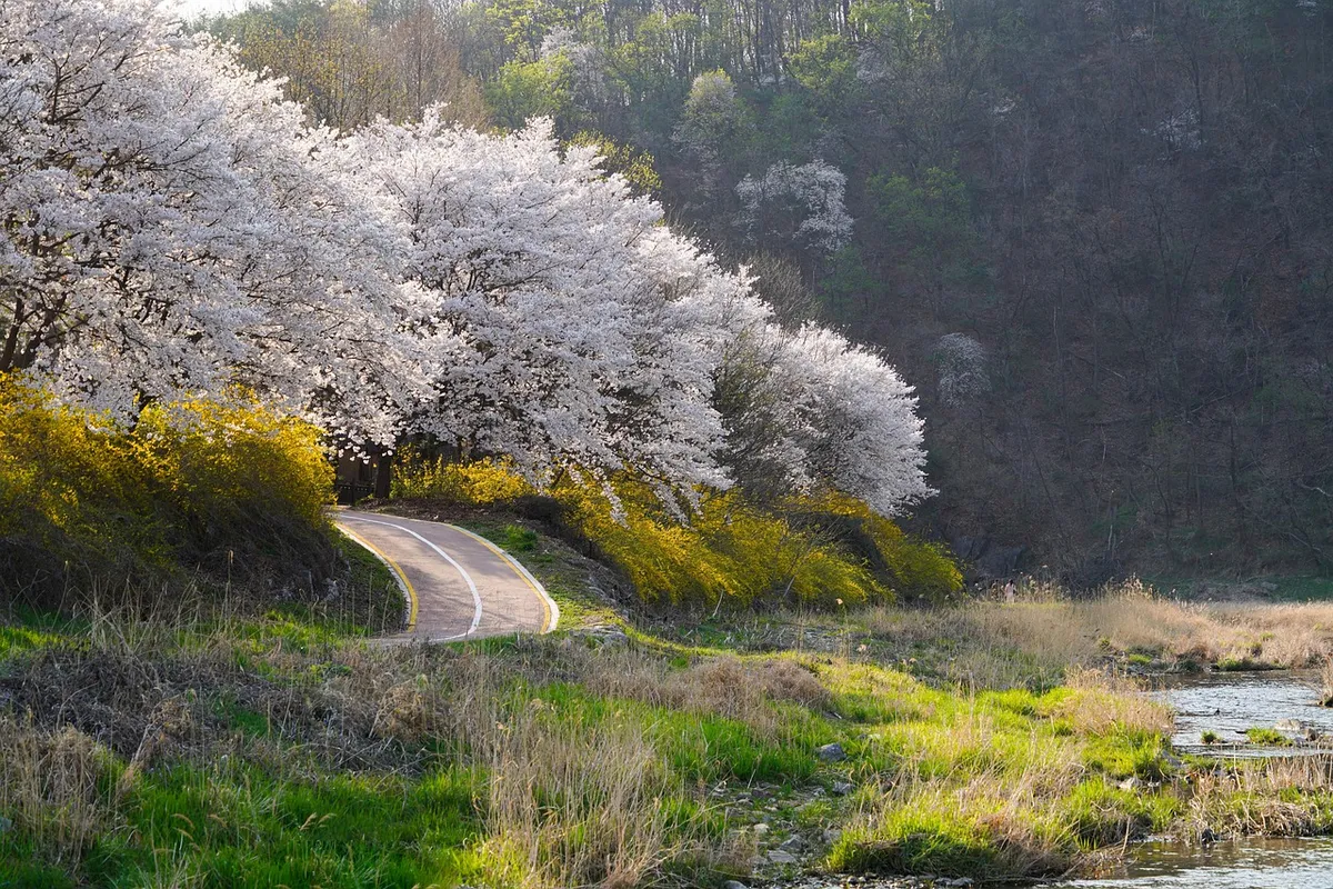 forsythia, nature, spring, season, outdoors, cherry blossom, korea, south korea, spring flowers, forsythia, forsythia, forsythia, forsythia, forsythia, cherry b