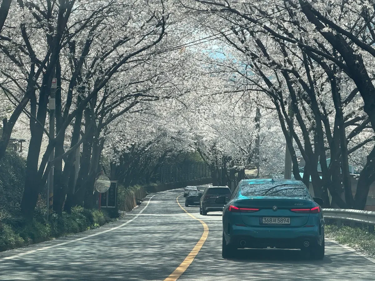 A scenic drive through cherry blossom-lined roads in Gurye-gun, South Korea, during spring.