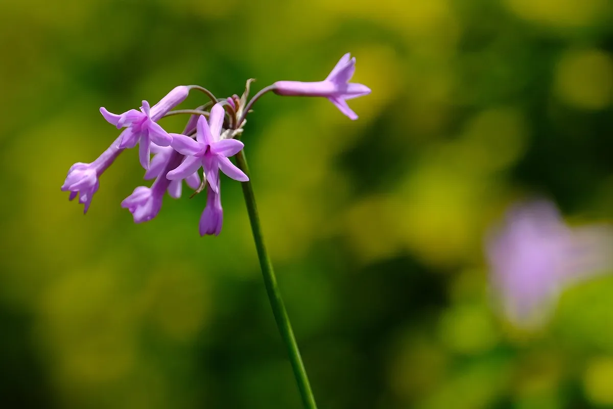 花、ピンク、植物、美しい花、自然、花ウォールペイパー、花背景、紫、社会のねばねば