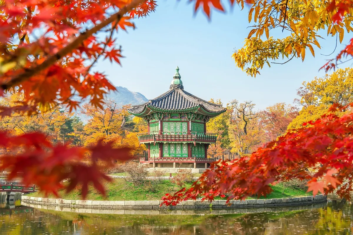 韓国、木、広開府、自然、ソウル、南韓、マップルリーフ、葉、土、砂